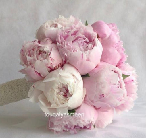 Peony Grace-TheFlowersHope