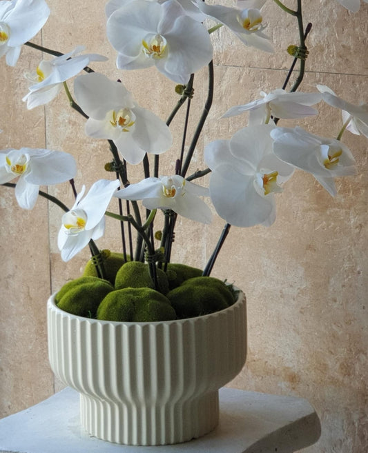 White fresh Orchid Tree in a Luxurious Vase-TheFlowersHope